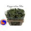 product/img.floraplaza.nl/115858-55-LIVE_fotos-0x756A39316EA91B51DD0E62DF9CC35BD8B2A62693.jpg
