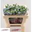 product/img.floraplaza.nl/115858-55-LIVE_fotos-0xA7BF32F6CD7FB4D5714193F9A4E297B8A6987392.jpg