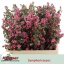 product/img.floraplaza.nl/115958-60-LIVE_fotos-0xF7A8FECEABED5335066260ED58C513844BEDB767.jpg
