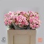product/img.floraplaza.nl/115973-50-LIVE_fotos-0xF3AB1548BD79B9A78B3B4CE29FD7333E6510C20D.jpg