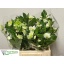product/img.floraplaza.nl/116025-40-LIVE_fotos-0x2E7AA52C12FDA4ADD4EDD00749573F6932C15AA5.jpg