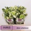 product/img.floraplaza.nl/116025-40-LIVE_fotos-0xA91DA15CC63E7915F217268FEA6107A0709C1DC1.jpg