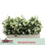 product/img.floraplaza.nl/116047-50-LIVE_fotos-0xD7B651588D67004304068DA8C83A1B637847DEC1.jpg