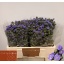 product/img.floraplaza.nl/116159-55-LIVE_fotos-0x285316B55C14F7FD62AE9D40E871DF6F3BAED383.jpg
