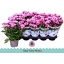product/img.floraplaza.nl/116191-12-LIVE_fotos-0x76DEA6FBBBC7073AE2DB3BB6FC49538E20A4D981.jpg