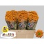 product/img.floraplaza.nl/116192-55-LIVE_fotos-0xEED777A39FB98FC3B4CE04003C789D15D2F539A7.jpg