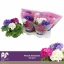product/img.floraplaza.nl/116295-14-LIVE_fotos-0x7299CBEADA1F17C91F7305F660B6A882A09C7644.jpg