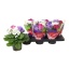product/img.floraplaza.nl/116295-14-LIVE_fotos-0x7D5F47163E1A50413FB91C8BFB73A245C00ECEED.jpg