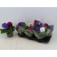 product/img.floraplaza.nl/116295-14-LIVE_fotos-0x992F5A58D6E0D1601BF5A45EFB8197A6C14AFB51.jpg
