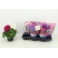 product/img.floraplaza.nl/116295-14-LIVE_fotos-0xAAD72F2B0A4A9CAE7D56EC1AB2F6D6090CC1696A.jpg