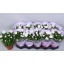 product/img.floraplaza.nl/116370-12-LIVE_fotos-0xA926D3EC1ADF7ADDDC71FA433454CAF38511FE48.jpg