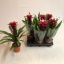 product/img.floraplaza.nl/116423-12-LIVE_fotos-0x077CBD1D8655358786E7A653CD229BDB9DD7911C.jpg