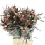 product/img.floraplaza.nl/116436-60-LIVE_fotos-0xC321B7894BEC3600245FF87ECCFC253C255A4686.jpg