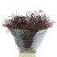 product/img.floraplaza.nl/116436-70-LIVE_fotos-0x47EF8F0F64FE1ABD571F3B2E86437DB0A4CD59A5.jpg