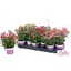 product/img.floraplaza.nl/116438-10-LIVE_fotos-0x3D6E6D52698A283560286D81F7DAC37871A7E9AA.jpg