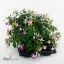 product/img.floraplaza.nl/116439-21-ART_fotos-VBN-vbn116439.jpg
