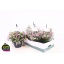 product/img.floraplaza.nl/116439-21-LIVE_fotos-0x32F7B07DC4591810A0156610062B6B3A3ED6E7D6.jpg