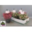 product/img.floraplaza.nl/116439-21-LIVE_fotos-0x5D4DAA6F3930D5459C20306182C0164A2DAA89EB.jpg