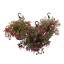 product/img.floraplaza.nl/116439-21-LIVE_fotos-0xD162C4AB144091D5BEAB3C9DC657DF19C0460D79.jpg