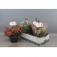 product/img.floraplaza.nl/116439-21-LIVE_fotos-0xF3DF7C7DE774F5BEC841086726C75373884856D0.jpg