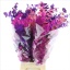product/img.floraplaza.nl/116444-70-LIVE_fotos-0x0EF91447BD00CD801F4C6C5A6F25C8AED8B26964.jpg