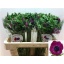 product/img.floraplaza.nl/11652-LIVE_fotos-0x7C7E6F8898593157F230C4DA2BE381F175141E67.jpg