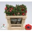 product/img.floraplaza.nl/11653-50-LIVE_fotos-0xF0D317C69376A164D5933F145DD6800AD7BCEAEE.jpg