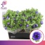 product/img.floraplaza.nl/11654-LIVE_fotos-0x49829FEAA2CA372CDC8023FD3BD662A24E686CF3.jpg