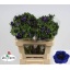 product/img.floraplaza.nl/11654-LIVE_fotos-0x56CC8D509173EF34AAE6E8F09FF6EE20A0BE817D.jpg