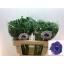product/img.floraplaza.nl/11654-LIVE_fotos-0xC238C2292F59663BE6990DE716907066870BDF74.jpg