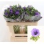 product/img.floraplaza.nl/11654-LIVE_fotos-0xC44568D667DE2577CF94148098D5794ACC4B35B9.jpg