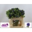 product/img.floraplaza.nl/11654-LIVE_fotos-0xF57890038383E0A864ADF0DAFD7A2997F2C407E1.jpg