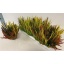 product/img.floraplaza.nl/116691-13-LIVE_fotos-0xE65C15FE0D8165431B6DE7F9B59D1C47FE2087FB.jpg