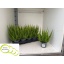 product/img.floraplaza.nl/116694-11-LIVE_fotos-0xF99BA80CA8081DC0EDD22EE986F1B6237781272D.jpg