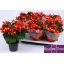 product/img.floraplaza.nl/116697-14-LIVE_fotos-0x3B88BA3B2EDC9E449808C9AC2CA832E573EECC9A.jpg