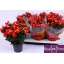 product/img.floraplaza.nl/116697-14-LIVE_fotos-0x8B72D7452B049EBF99ACD77AF8490D687742B988.jpg
