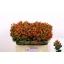 product/img.floraplaza.nl/116753-50-LIVE_fotos-0x19476AC85689FA0E10E992D385A7517052D55923.jpg