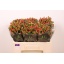 product/img.floraplaza.nl/116753-50-LIVE_fotos-0xE13C1EF64A0167AB1A1B6909DACAEAFBF5A5821B.jpg