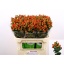 product/img.floraplaza.nl/116753-70-LIVE_fotos-0x33A750EAD389B5A91473899D571FAADD25387A92.jpg