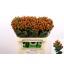 product/img.floraplaza.nl/116753-70-LIVE_fotos-0x6ABC45454EC0EC3ECE321F64A9DAB8E521710541.jpg