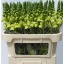 product/img.floraplaza.nl/116845-75-LIVE_fotos-0x499FD3A6F1F03A8D07C36F5FE26CD5C8CD41B5CA.jpg