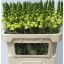 product/img.floraplaza.nl/116845-75-LIVE_fotos-0x8F57A155CF322C9DEE00EBEFED55E7D581D2D5F9.jpg