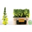 product/img.floraplaza.nl/116845-80-LIVE_fotos-0xE3587D26EB8E07E8E96758E4B3B012A04CB0FBA6.jpg