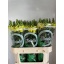 product/img.floraplaza.nl/116845-80-LIVE_fotos-0xF0EA3A01EE9A8276C03CADFD2F412B6E26DE2E14.jpg