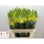 product/img.floraplaza.nl/116845-80-LIVE_fotos-0xF2F36EC5E9C9DB8A0D6FE0EE83F3DCC47E59826C.jpg