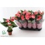product/img.floraplaza.nl/116880-12-LIVE_fotos-0xF07D5CA31FDCEC5BC1BB5037A1A947CF266AC65E.jpg