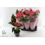 product/img.floraplaza.nl/116885-17-LIVE_fotos-0xD88C5B986B28764721AF960C013FCFB9BDF1FE90.jpg