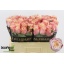 product/img.floraplaza.nl/116944-50-LIVE_fotos-0xC8E28BBCD1D19CFC0606C77C430D6ED93A3D0733.jpg
