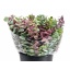 product/img.floraplaza.nl/117-50-LIVE_fotos-0xAC9F56366D5D2248846EA47B0196407E3B34A55D.jpg