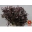 product/img.floraplaza.nl/117-60-ASSORTI_fotos-Magnet-Blad eucalyptus populus graan red 400gr.JPG